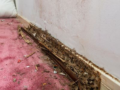 About Delaware Mold Contractors - mold contractors experts in Wilmington
